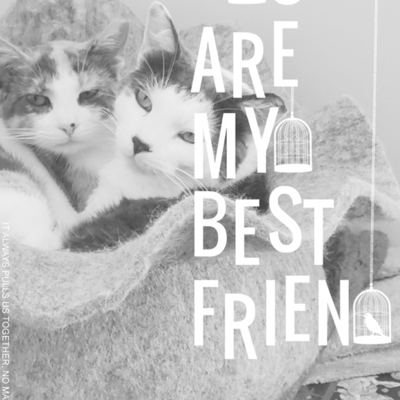 Bear - Picture 16 of 16